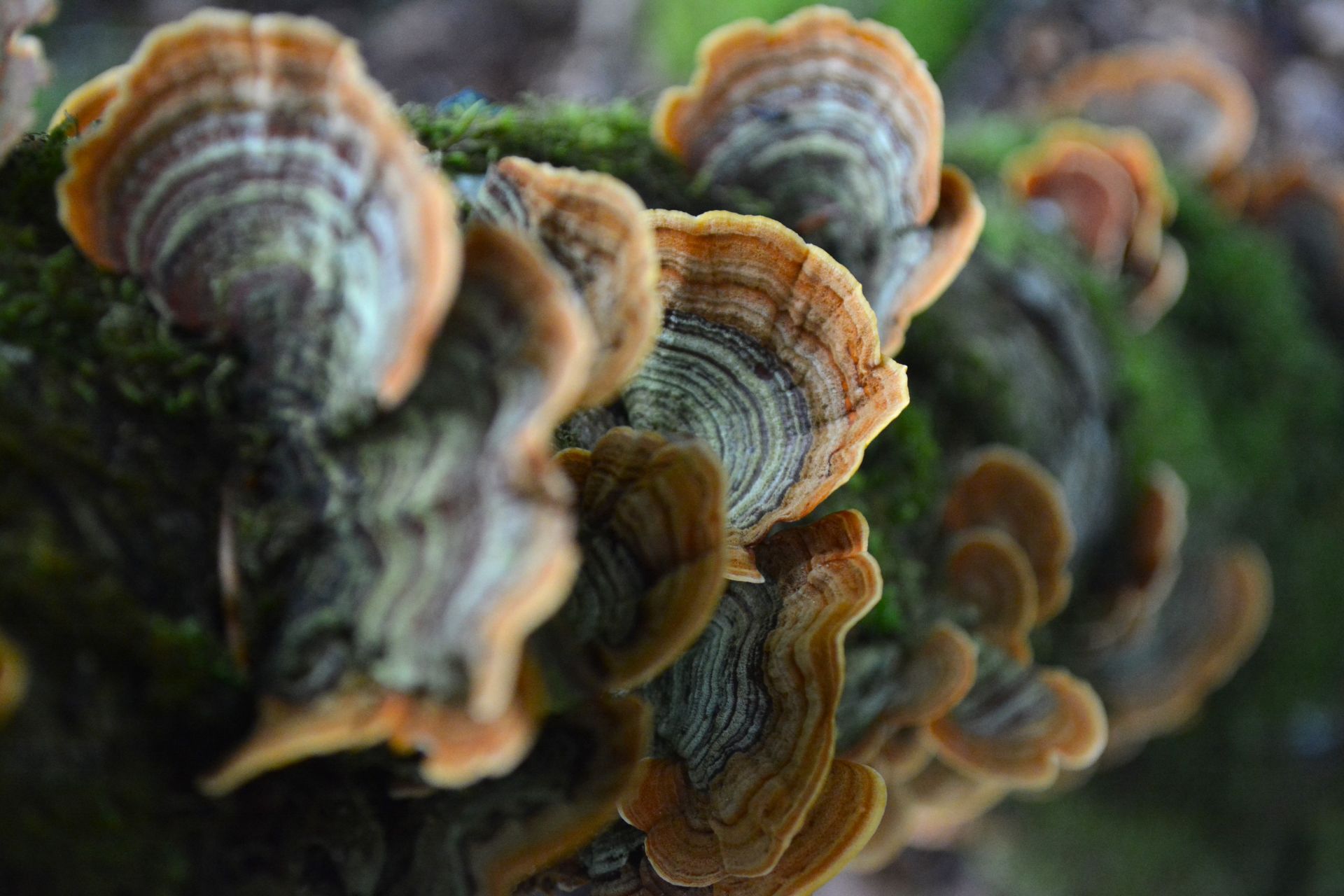 Beautiful tree mushrooms
