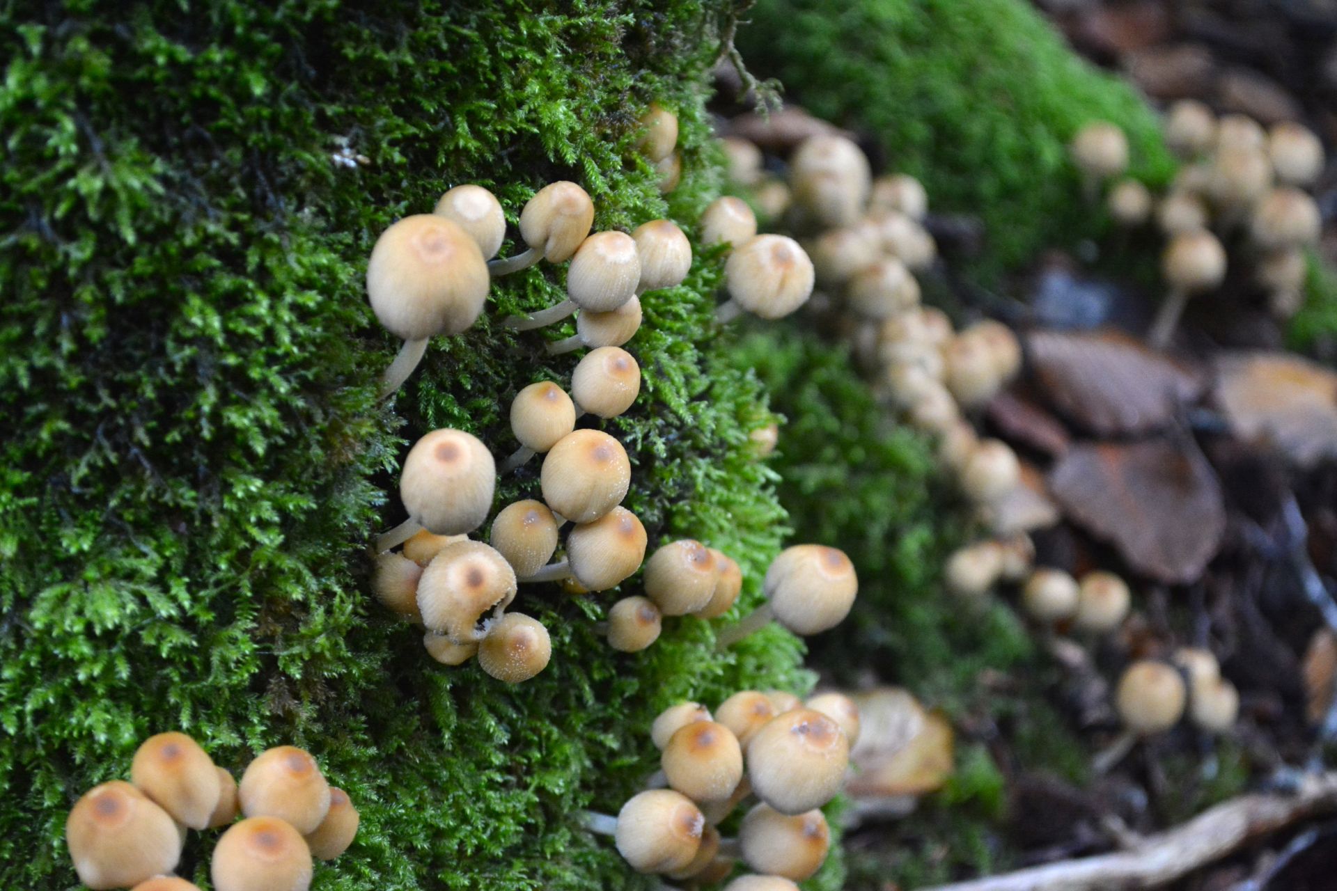 Smaller type of mushrooms
