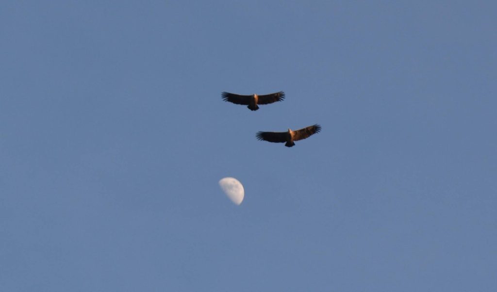 Aizkorri through the “Vulture Way”